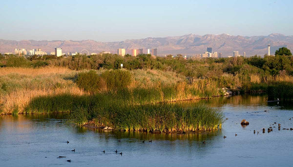 Wetlands & Lake Las Vegas Adventure: 15+ Miles, 4 Hours, Easy & Scenic