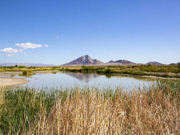 Wetlands & Lake Las Vegas Adventure: 15+ Miles, 4 Hours, Easy & Scenic